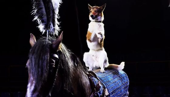 Цирк-шапито «Счастья»