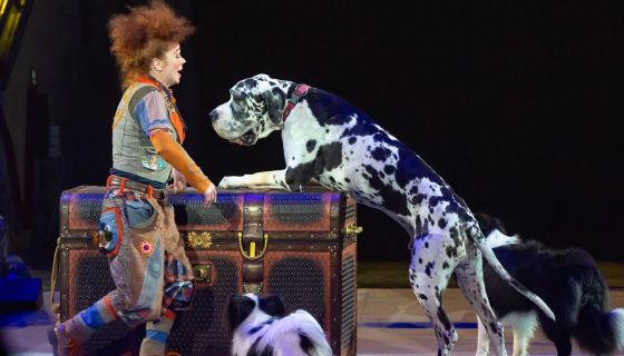 Цирк-шапито «Счастья»