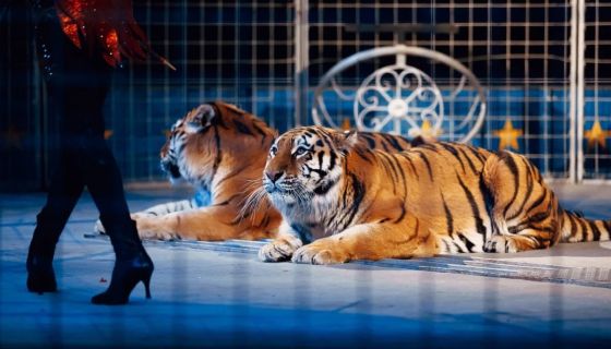 Цирк-шапито «Счастья»