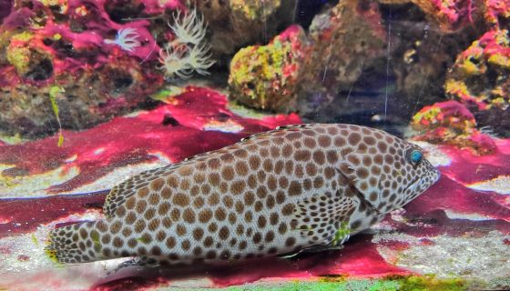 Аква-галерея экзотических рыб «Подводный мир»