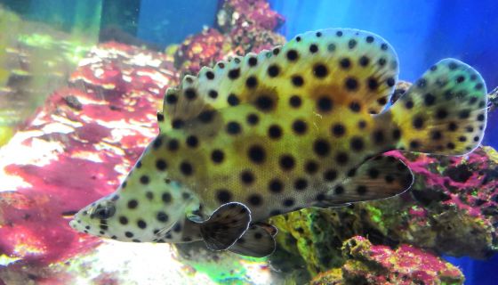 Аква-галерея экзотических рыб «Подводный мир»