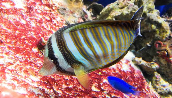 Аква-галерея экзотических рыб «Подводный мир»