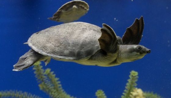 Аква-галерея экзотических рыб «Подводный мир»