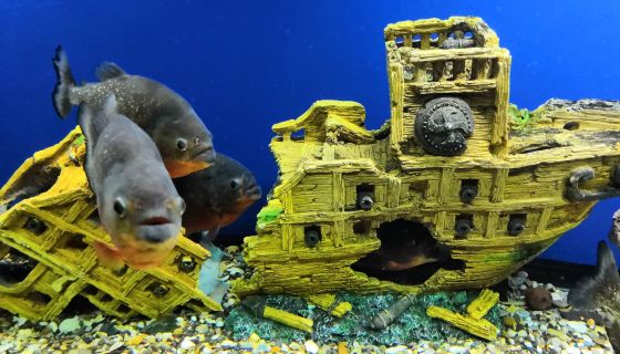 Аква-галерея экзотических рыб «Подводный мир»