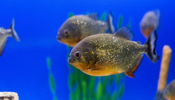 Аква-галерея экзотических рыб «Подводный мир»