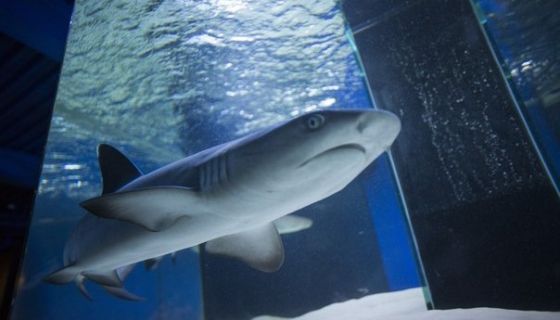 Аква-галерея экзотических рыб «Подводный мир»