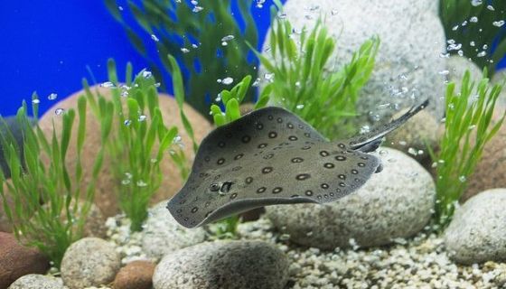 Аква-галерея экзотических рыб «Подводный мир»